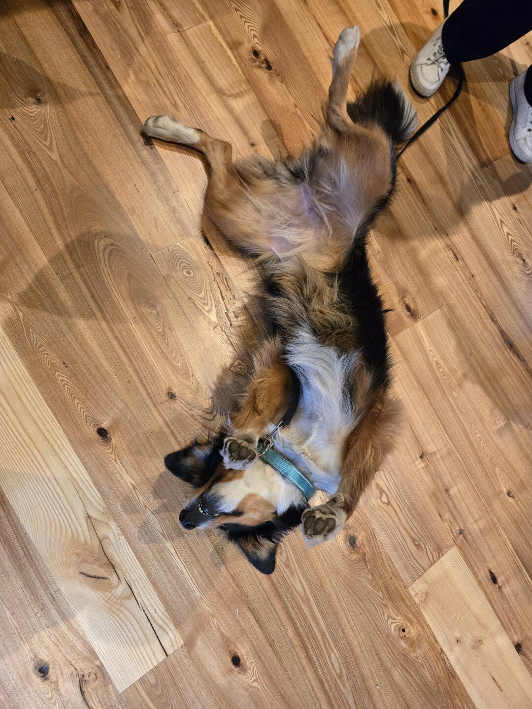 Another Museum Notch on the Belt